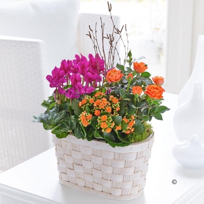 Golden Sunset Planted Trug