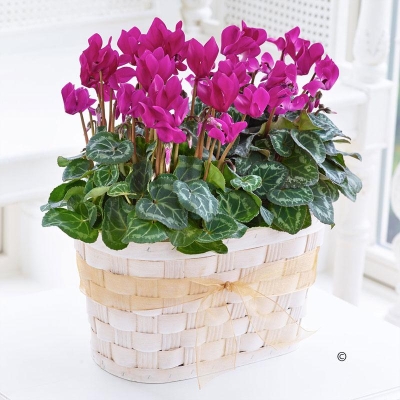 Cyclamen Duo with Chocolates (125g)