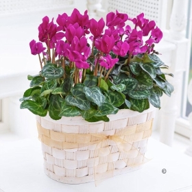 Cyclamen Duo with Chocolates (125g)
