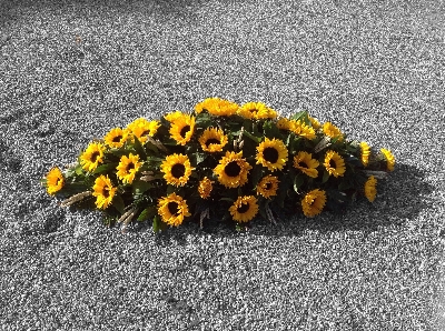 Sunflower Casket Spray